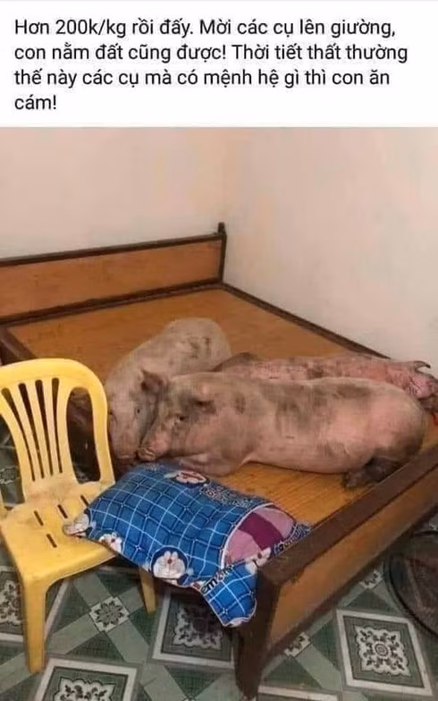 Lại thêm loạt ảnh chế thịt lợn tăng giá khiến dân mạng “cười rách mép“ ảnh 4