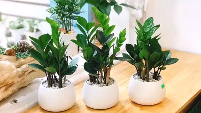 4 vật nên có trong nhà vào tháng 7 để cả tháng bình an, may mắn