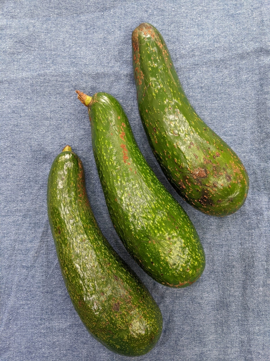 Đây là ba trái bơ sau 10 ngày nằm trong ngăn mát. Lúc này bơ vẫn cứng đanh chưa chín, bạn phải lấy ra rửa sạch, lau khô để ngoài chỗ mát khoảng 2-3 ngày mới chín.