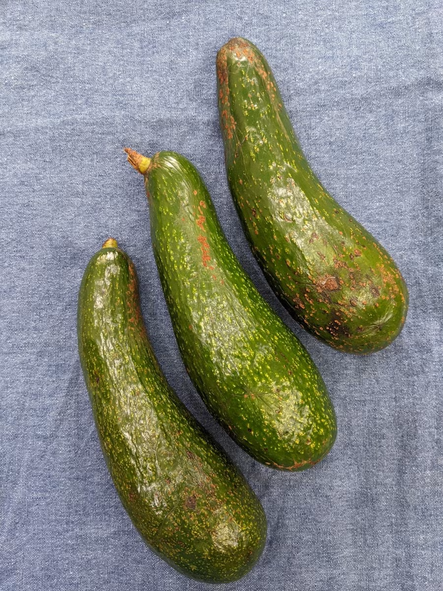 Đây là ba trái bơ sau 10 ngày nằm trong ngăn mát. Lúc này bơ vẫn cứng đanh chưa chín, bạn phải lấy ra rửa sạch, lau khô để ngoài chỗ mát khoảng 2-3 ngày mới chín.