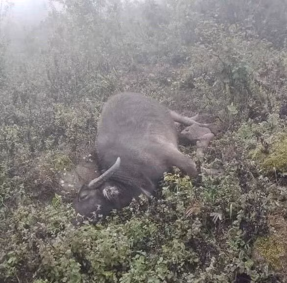 Sơn La thiệt hại hơn 2.000 gia súc, gia cầm do thời tiết (Ảnh: MXH)