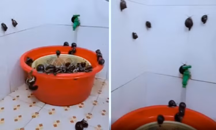 Clip: "Nổi da gà" trước cảnh tượng "vượt rào tẩu thoát" trong nhà tắm 