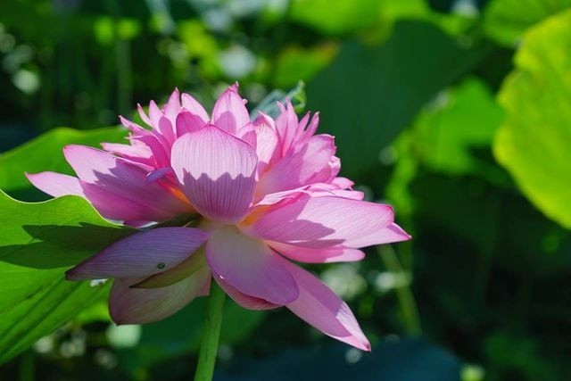 Bí quyết “nằm lòng” phân biệt hoa sen với quỳ để tránh bị lừa khi mua ảnh 1 Bí quyết “nằm lòng” phân biệt hoa sen với quỳ để tránh bị lừa khi mua ảnh 1