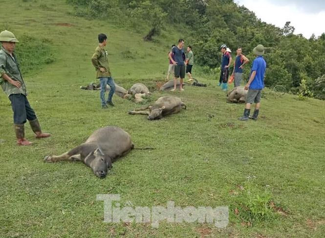 Nằm trong vũng nước, 9 con trâu bị sét đánh chết ảnh 1 9 con trâu bị sét đánh chết - ảnh 1