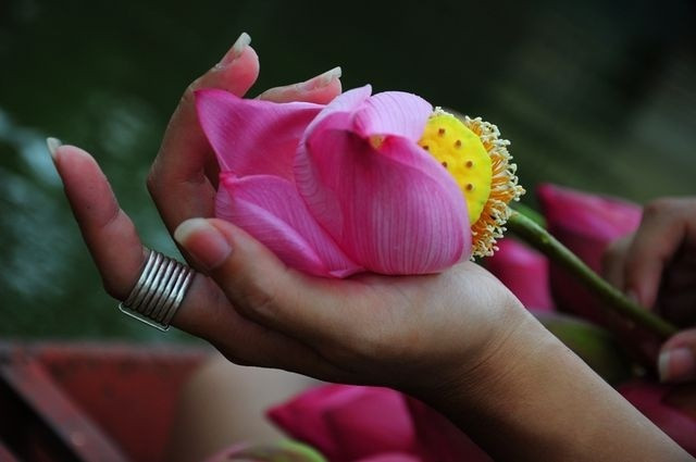 Bí quyết “nằm lòng” phân biệt hoa sen với quỳ để tránh bị lừa khi mua ảnh 2 Bí quyết “nằm lòng” phân biệt hoa sen với quỳ để tránh bị lừa khi mua ảnh 2