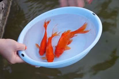 Phóng sinh cá chép trong ngày ông Công ông Táo là nét đẹp văn hóa người Việt.