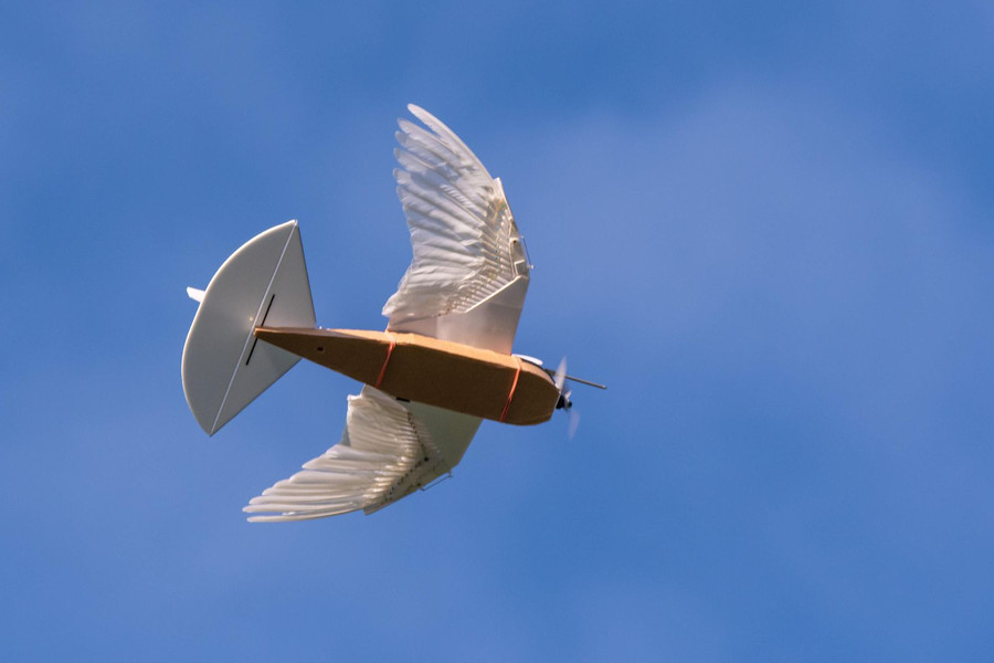 Pigeonbot có đôi cánh gắn lông chim thật.