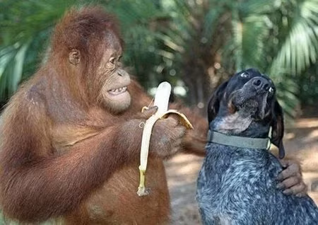 Những hình ảnh hài hước nhất trong tuần