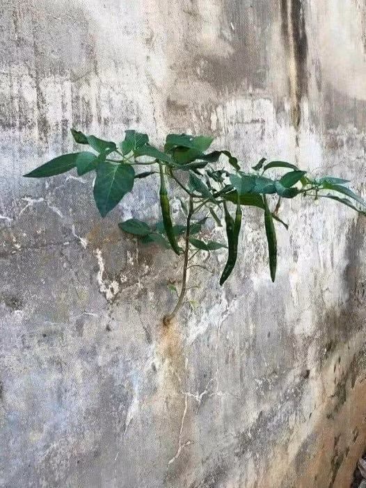 Sự sống. Ảnh MXH.