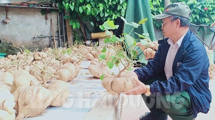 Làng quê Hải Dương chơi Tết bằng củ đậu siêu to khổng lồ