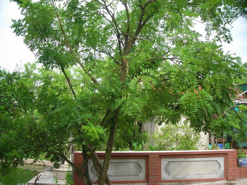 Muốn con cái đỗ đạt vinh hiển, nên trồng những cây này trước nhà