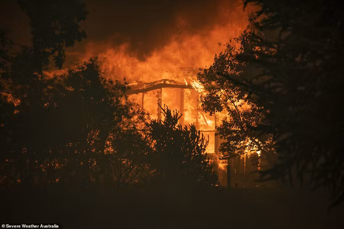 Cháy rừng Úc: Hàng ngàn con kangaroo, koala nằm chết la liệt bên đường