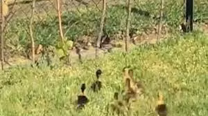 Cận cảnh quạ bắt vịt con trong vườn nhà dân