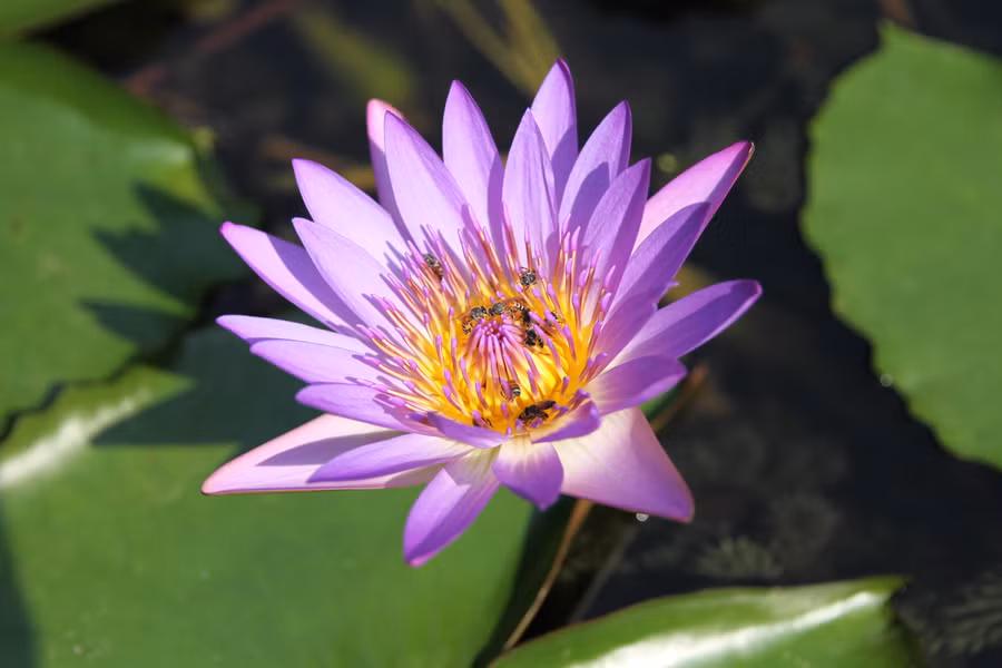 Lá phổi của người chơi bonsai!