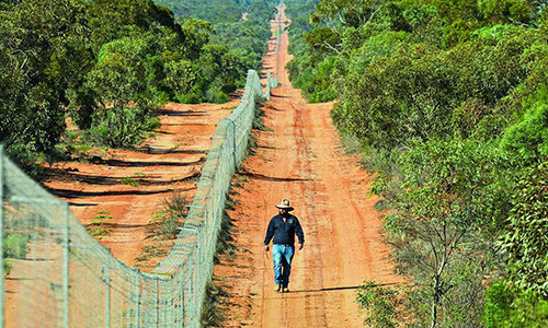 Australia xây hàng rào dài nhất thế giới để ngăn mèo
