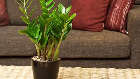 Cách chọn cây phong thủy trong phòng khách