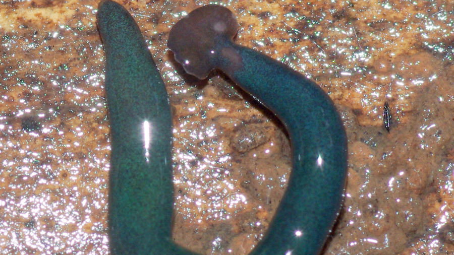 Cảnh báo loài giun ăn thịt khổng lồ "tấn công" nước Pháp ảnh 1