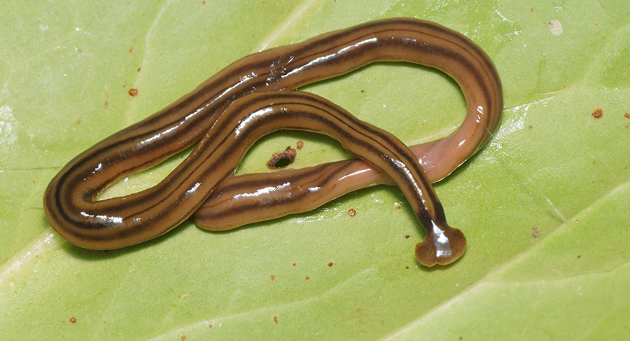 Cảnh báo loài giun ăn thịt khổng lồ "tấn công" nước Pháp ảnh 2