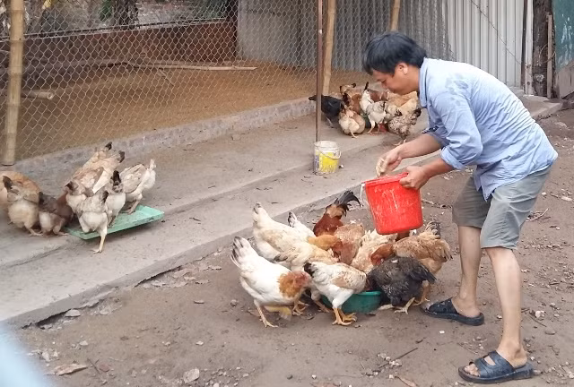 Khởi nghiệp từ… gà ri