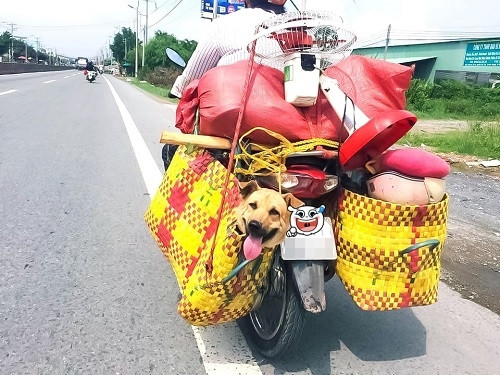 Người vận chuyển phiên bản Việt.