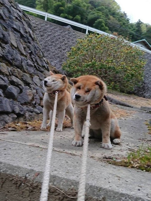 Đã bảo không đi rồi mà.