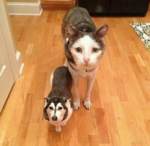 Mèo chó - chó mèo.