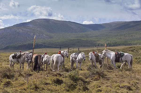 Khám phá đám cưới của bộ lạc du mục chuyên cưỡi tuần lộc - Hình 9