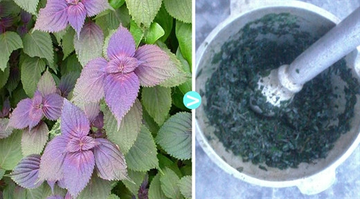 Mach ban cach dung la tia to chua me day