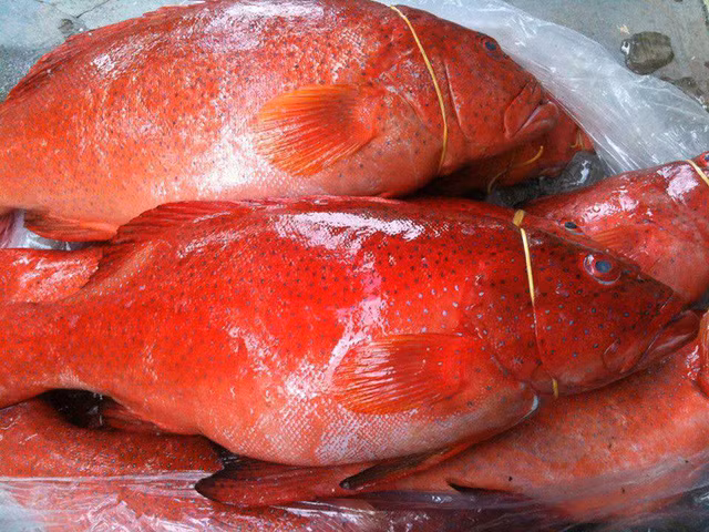  Cá mú đỏ có giá bán khá cao tại thị trường Việt. 