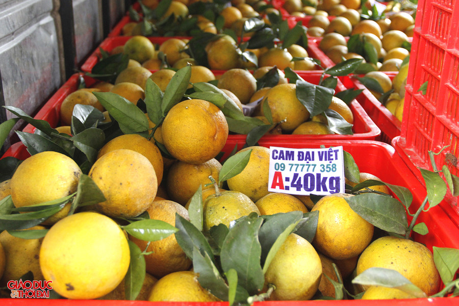 Thương lái thu mua cam rồi mang đi tiêu thụ ở thành phố Vinh, Thanh Hóa, Hà Nội.