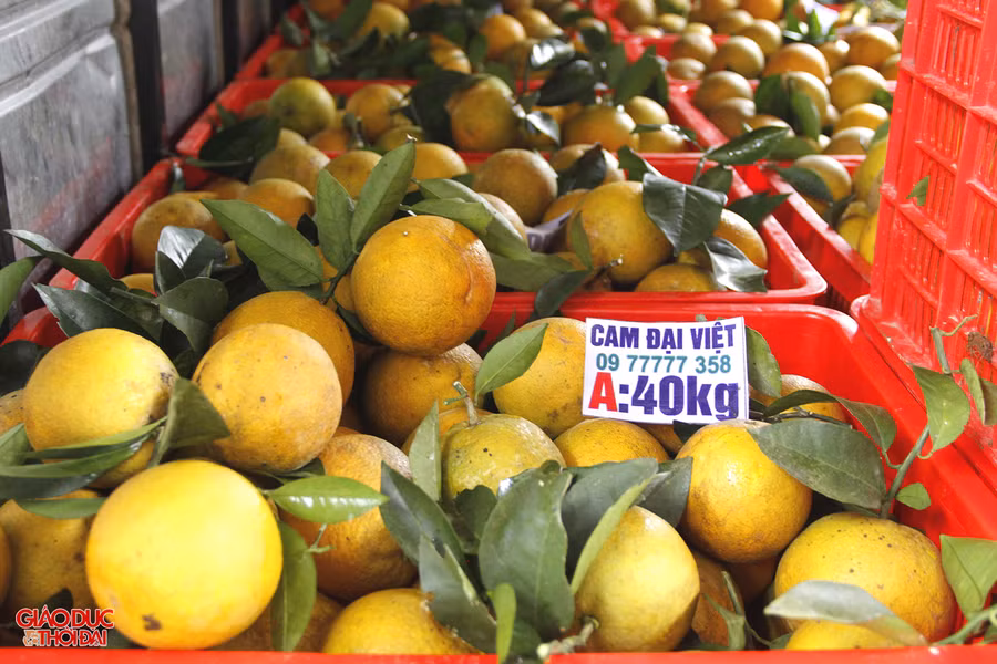 Thương lái thu mua cam rồi mang đi tiêu thụ ở thành phố Vinh, Thanh Hóa, Hà Nội.