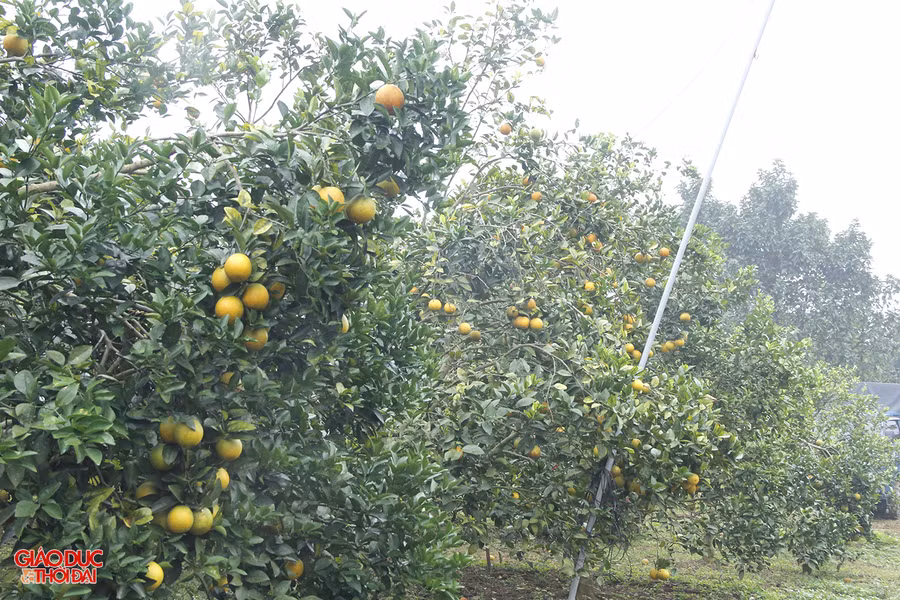Vào thời điểm này năm ngoái quả cam Vinh rớt giá vẫn không có đầu ra.