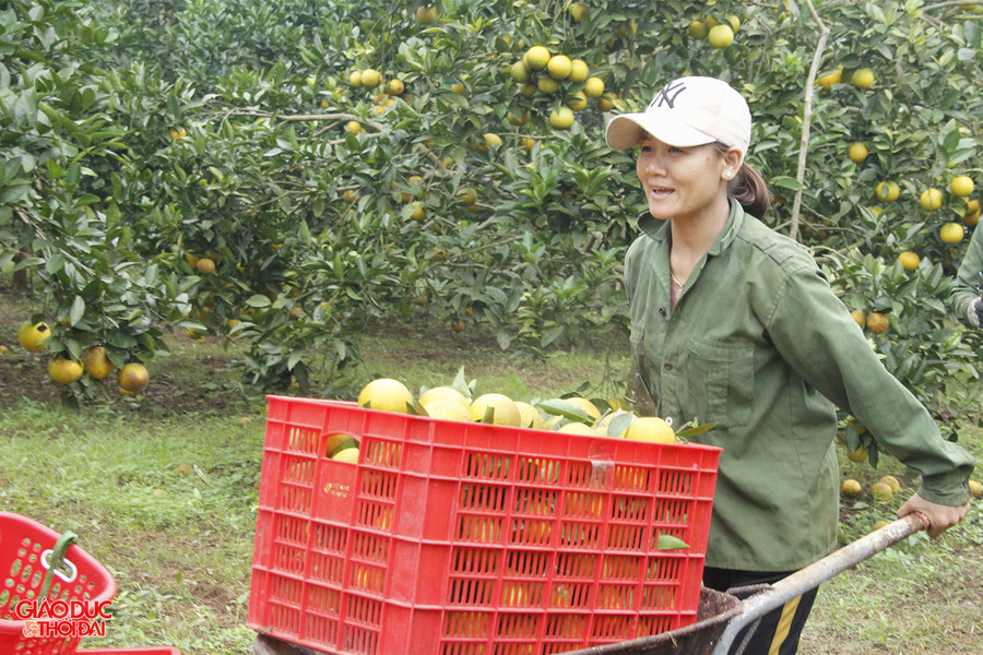 Mặc dù sản lượng giảm sút nhưng giá cam tăng nên các chủ vườn vẫn có lãi.