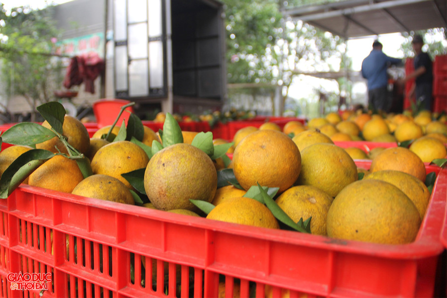 Mặc dù bên ngoài không đẹp mắt nhưng cam Vinh có hương vị ngon ngọt đặc trưng.