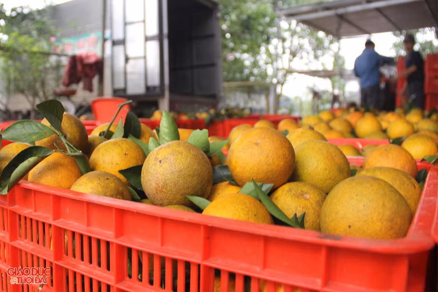 Mặc dù bên ngoài không đẹp mắt nhưng cam Vinh có hương vị ngon ngọt đặc trưng.
