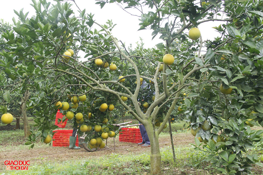 Những vườn trồng cam Vinh bắt đầu vào vụ thu hoạch.