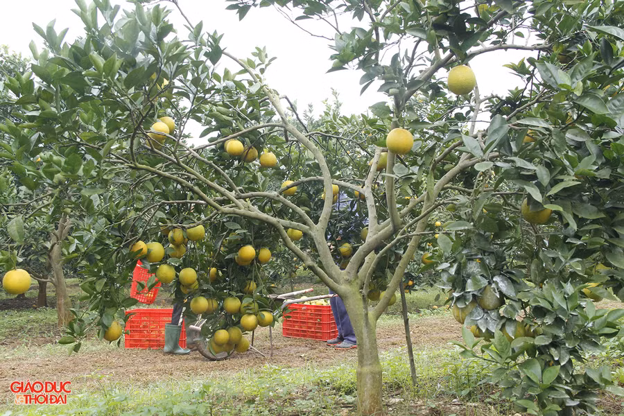 Những vườn trồng cam Vinh bắt đầu vào vụ thu hoạch.
