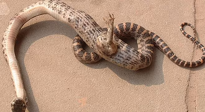 Đây chính là lý do vì sao loài rắn không có chân