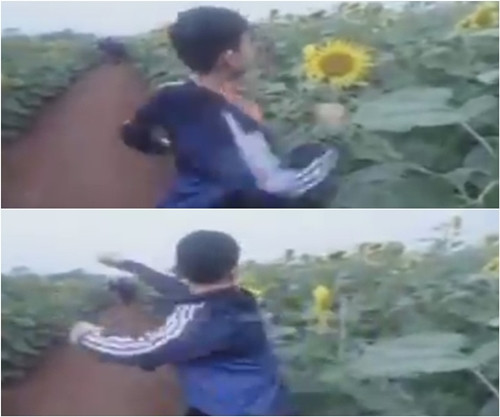 Khi sự việc chưa lắng xuống thì một video khác ghi lại cảnh nhóm bạn trẻ tiếp tục có hành vi phá hoại đồng hoa được chia sẻ. hinh-anh-pha-hoai-dong-hoa-duong-duong-nghe-an-bi-chi-trich-3