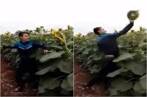Bên cạnh những người có ý thức bảo vệ của công thì không ít bạn trẻ lại tỏ sự thiếu hiểu biết khi sẵn sàng ngắt hoa, dẫm đạp cây không thương tiếc. Cách đây vài ngày, video ghi lại hình ảnh nam thanh niên cố tình dùng tay đấm vào những bông hoa hướng dương bay lên trời gây bức xúc. Không những thế, đám thanh niên này còn dẫm đạp cây với thái độ hả hê, nhảy múa tưng bừng, quay video ở góc độ tự sướng. (Xem video) hinh-anh-pha-hoai-dong-hoa-duong-duong-nghe-an-bi-chi-trich-1