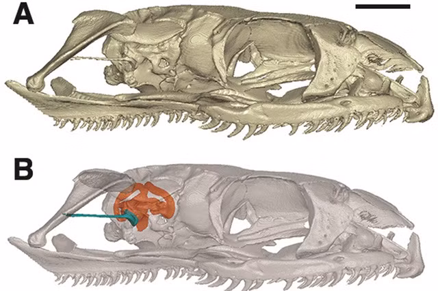 Cấu tạo tai trong cho phép các nhà khoa học biết được nguồn gốc loài rắn