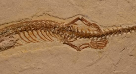 Rắn từng có chân và tiến hóa từ một loài bò sát trên cạn