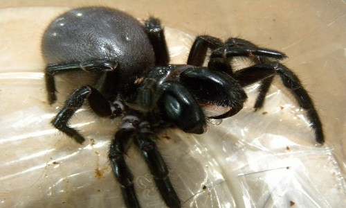 Nhện mạng phễu Australia được coi là loài nhện độc nhất. Ảnh: Wikipedia.