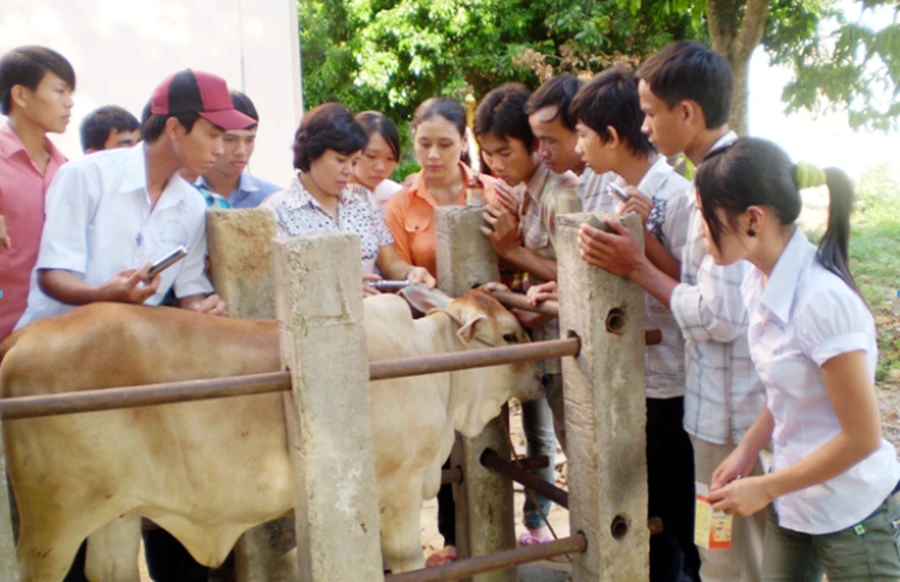 Học viên ngành chăn nuôi thực hành trên gia súc