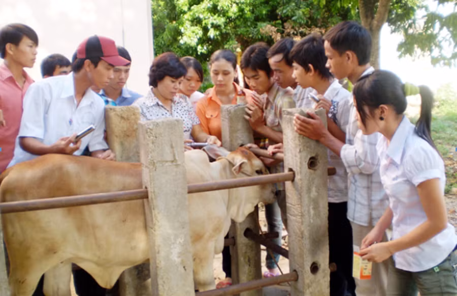 Học viên ngành chăn nuôi thực hành trên gia súc