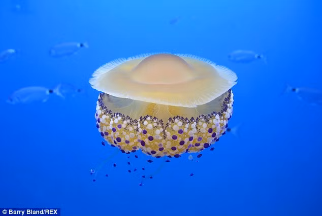 Thấy quả trứng chiên kỳ lạ trôi dưới lòng đại dương, nhiếp ảnh gia giật mình khi lại gần - Ảnh 2.