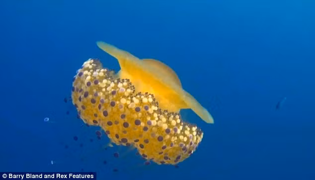 Thấy quả trứng chiên kỳ lạ trôi dưới lòng đại dương, nhiếp ảnh gia giật mình khi lại gần - Ảnh 5.