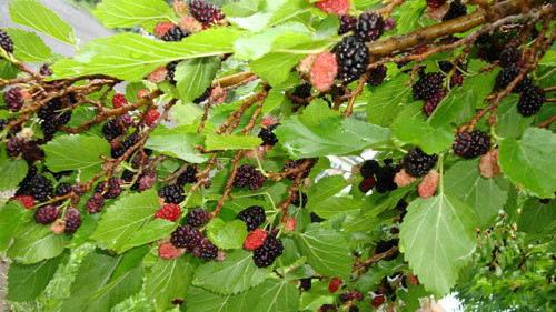 5-cay-khong-trong-truoc-cua-nha-phong-thuy-phunutoday-05