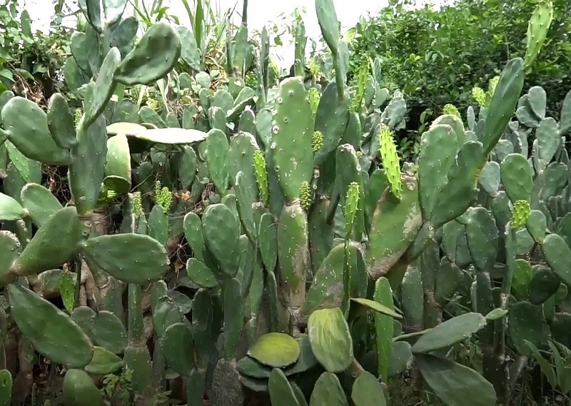 5-cay-khong-trong-truoc-cua-nha-phong-thuy-phunutoday-02