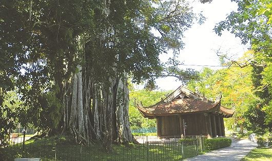 5-cay-khong-trong-truoc-cua-nha-phong-thuy-phunutoday-044